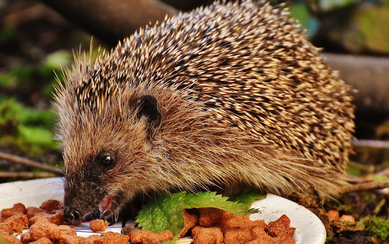 Winterquartiere im Garten! Welche Tiere überwintern wo?