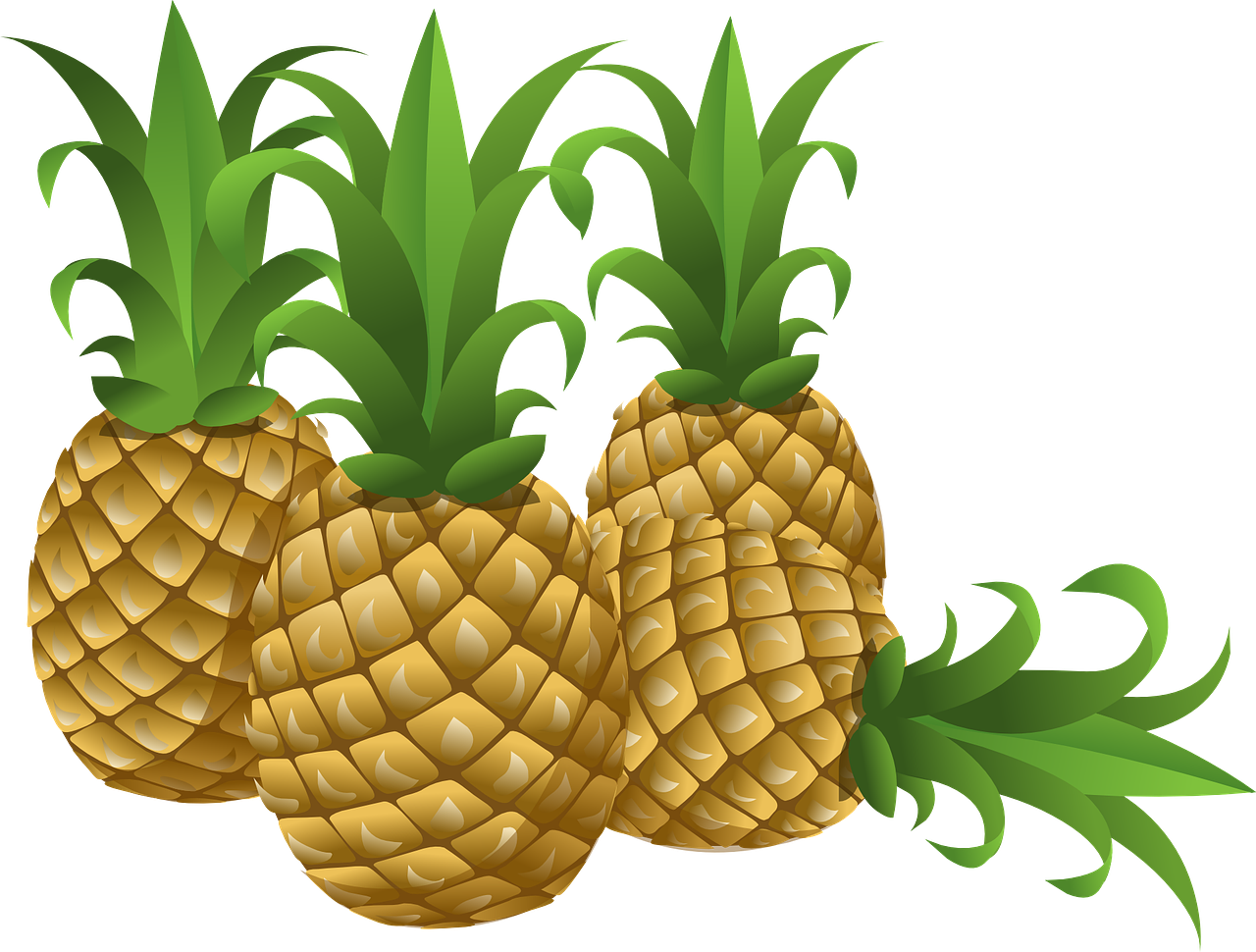 Ananas Pflanzen aus Strunk selbst ziehen